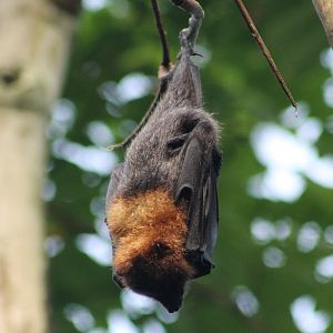 Flying fox