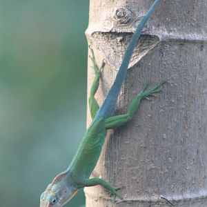 Guadeloupean anole