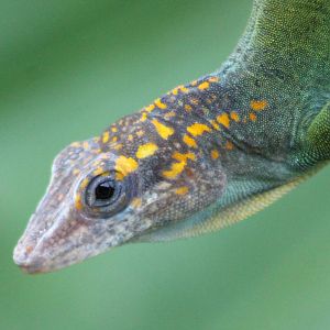 Guadeloupean anole