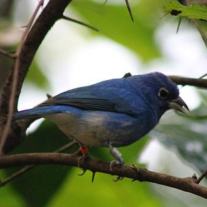 Rose-bellied bunting