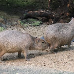 Capybaras