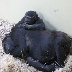 Western lowland gorillas