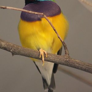Gouldian finch