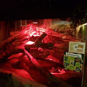 Enclosure Burmese python