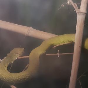 White-lipped pit-viper