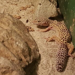 Leopard gecko