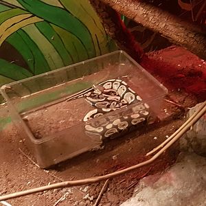 Ball python
