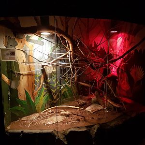 Enclosure Ball python