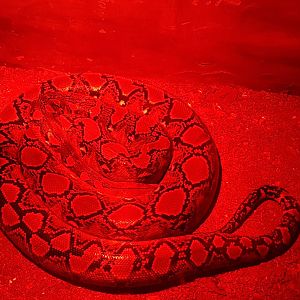 Reticulated python