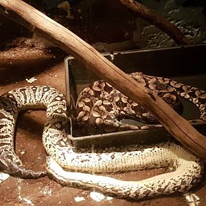 Dead and living Dumeril's boa