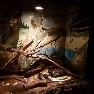 Enclosure Dumeril's boa