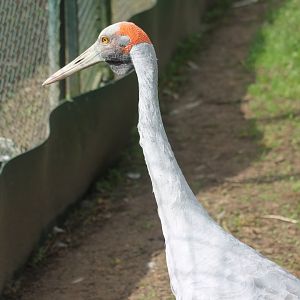 Brolga crane