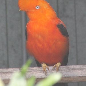 Andean cock-of-the-rock
