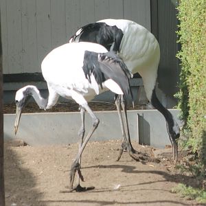 Red-crowned cranes