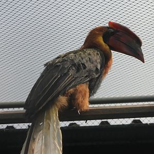 Philippine brown hornbill
