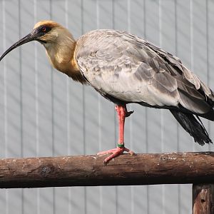 Black-faced ibis
