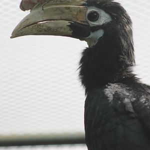 Palawan hornbill
