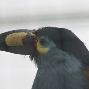 Plate-billed mountain toucan