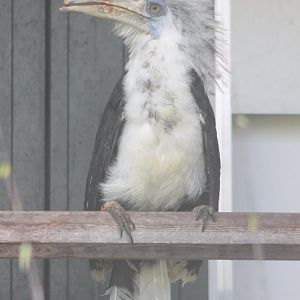 White-crested hornbill