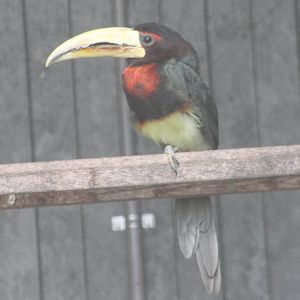 Ivory-billed aracari subspecies flavirostris