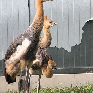 Young Grey crowned cranes