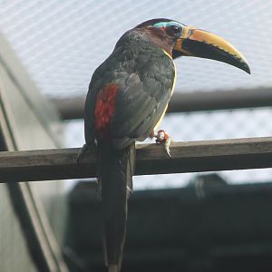 Humboldt aracari