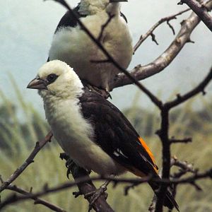 Dec. 2017 - McCormick Bird House - White-headed Buffalo Weaver