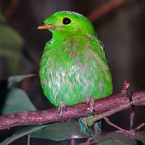 Dec. 2017 - McCormick Bird House - Lesser Green Broadbill