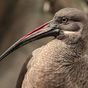Dec. 2017 - African Journey - Hadada Ibis