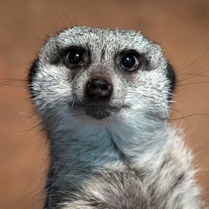 Dec. 2017 - African Journey - Meerkat