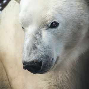 Dec. 2017 - Arctic Tundra - Siku