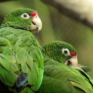 Dec. 2017 - Small Mammals-Reptile House - Puerto Rican Parrot