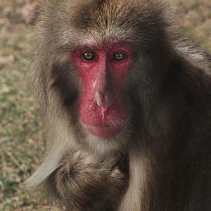 Dec. 2017 - Macaque Forest - Japanese Macaque