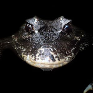 Dec. 2017 - Small Mammals-Reptile House - Dwarf Crocodile