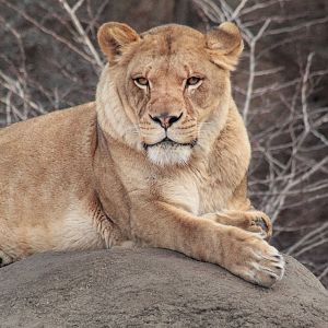 Dec. 2017 - Kolver Lion House - Lioness