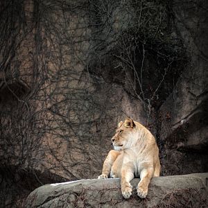 Dec. 2017 - Kolver Lion House - Lioness