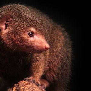 Dec. 2017 - Small Mammals-Reptile House - Dwarf Mongoose