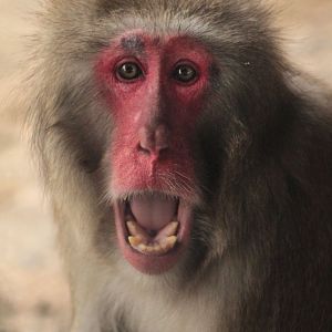 Dec. 2017 - Macaque Forest - Japanese Macaque