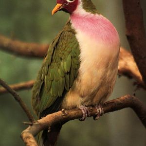 Dec. 2017 - McCormick Bird House - Jambu Fruit Dove