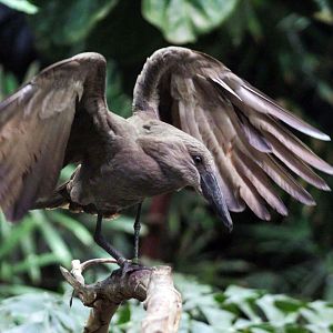 Dec. 2017 - McCormick Bird House - Hammerkop
