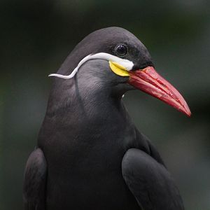 Dec. 2017 - McCormick Bird House - Incan Tern