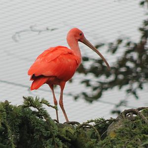 Scarlet ibis