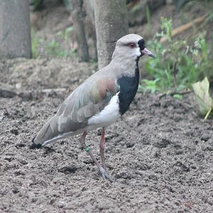 Southern lapwing