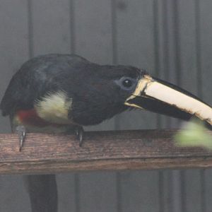 Black-necked aracari