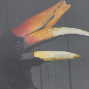 Rhinoceros hornbill