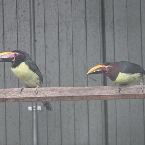 Green aracaris