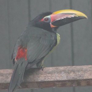 Green aracari