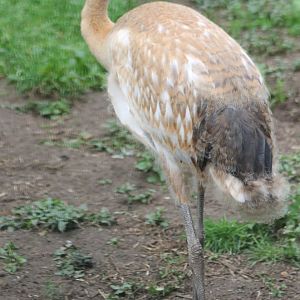 Young Red-crowned crane