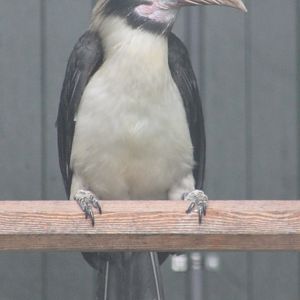 Tarictic hornbill