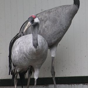 European cranes